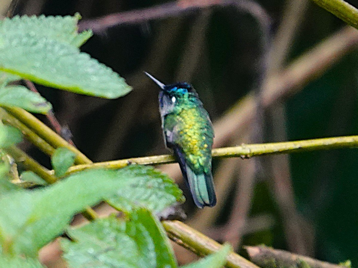 Violet-headed Hummingbird - ML645551106