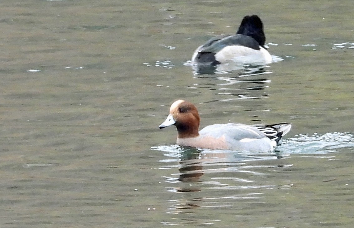 Eurasian Wigeon - ML645551107