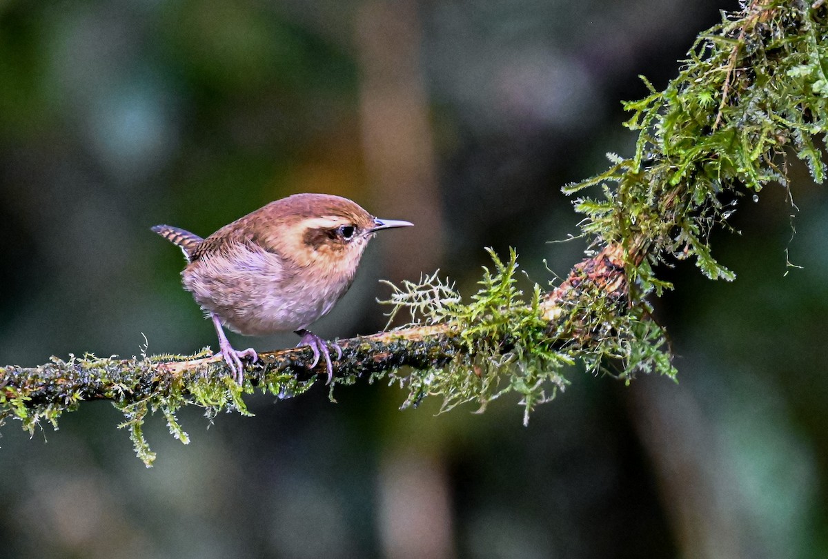 Mountain Wren - ML645551109