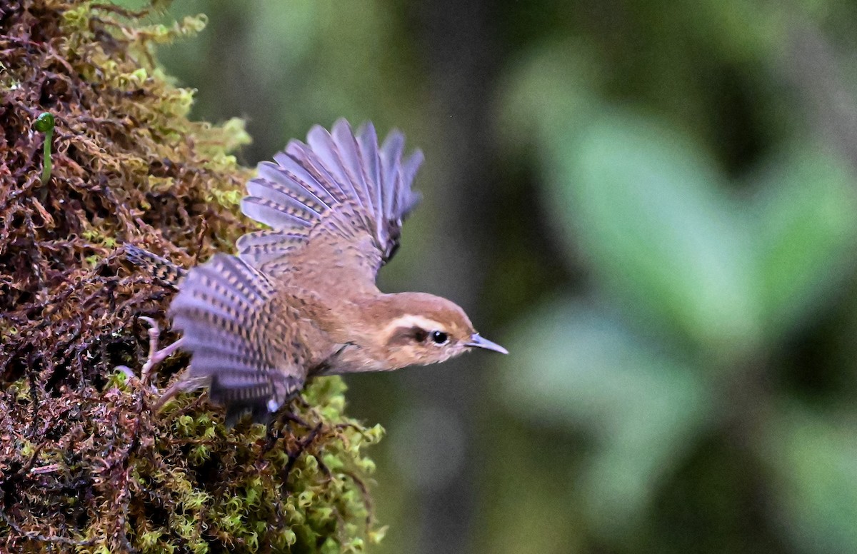 Mountain Wren - ML645551110