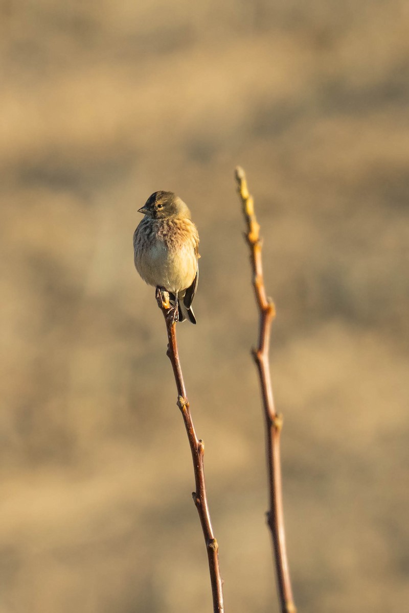 Eurasian Linnet - ML645551112