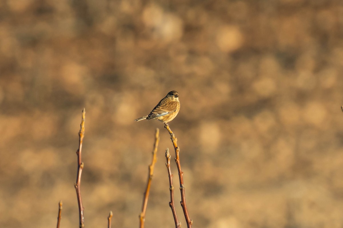 Eurasian Linnet - ML645551113