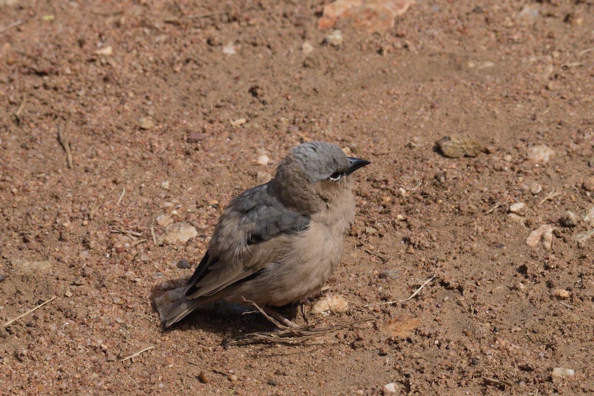 Gray-capped Social-Weaver - ML645551114