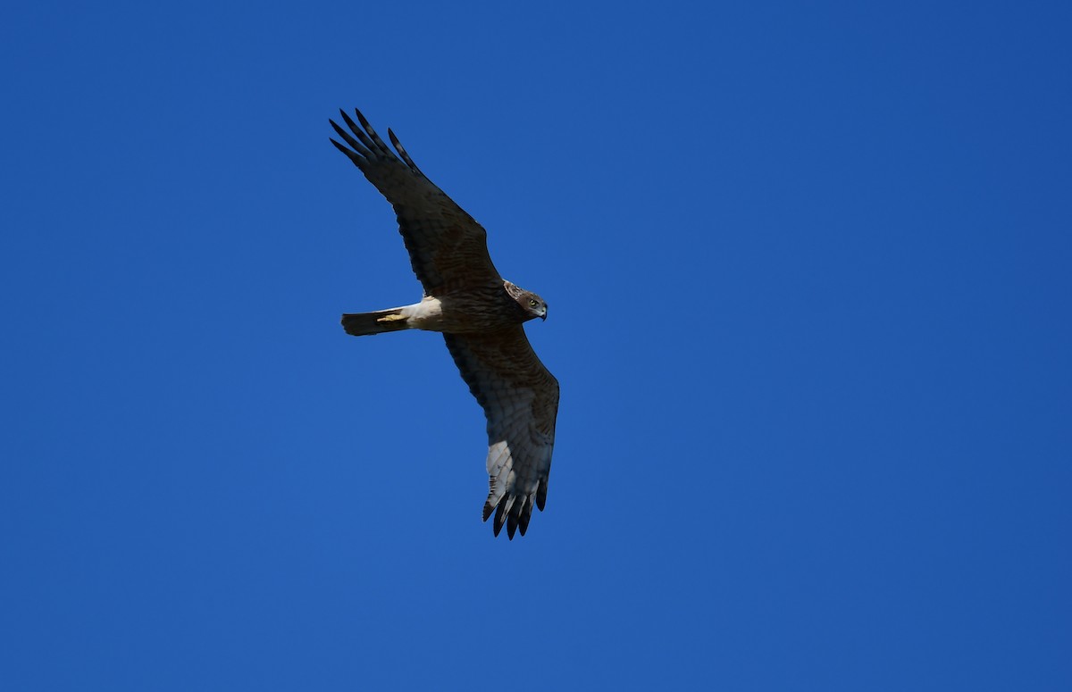 Swamp Harrier - ML645551115