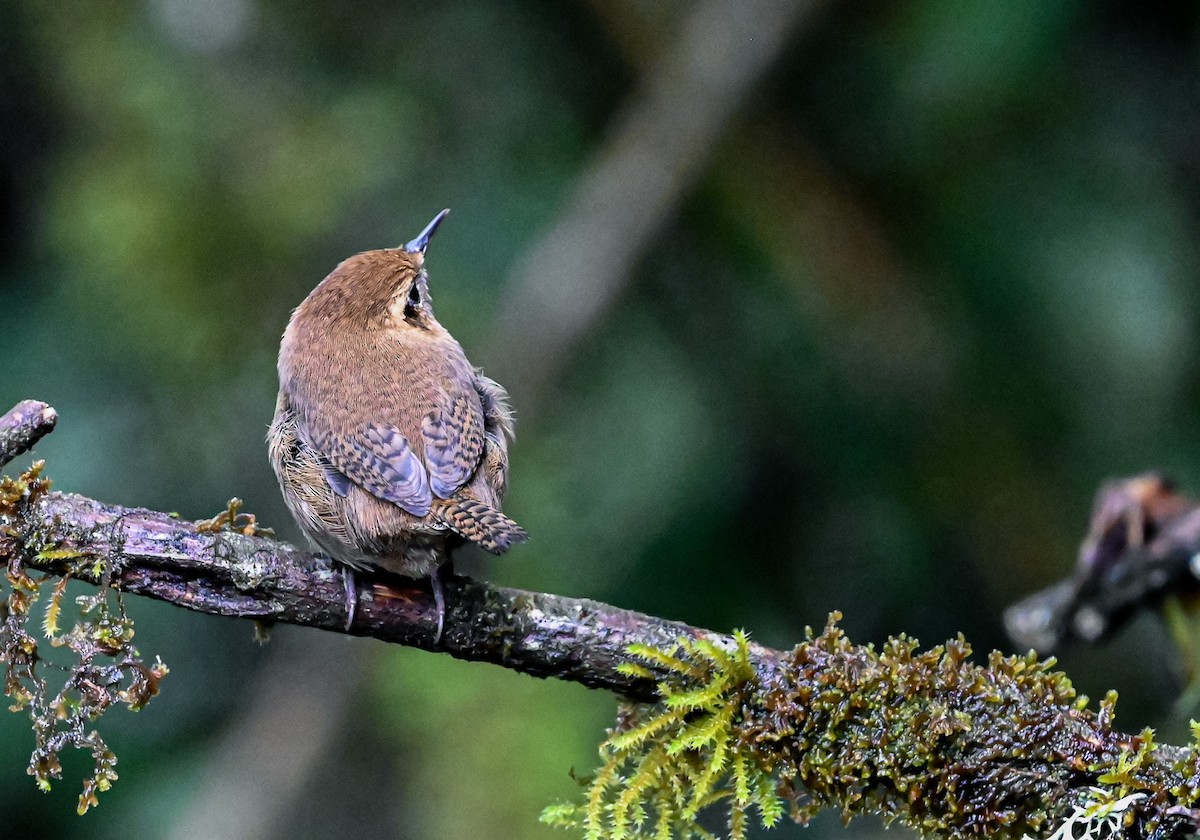Mountain Wren - ML645551116