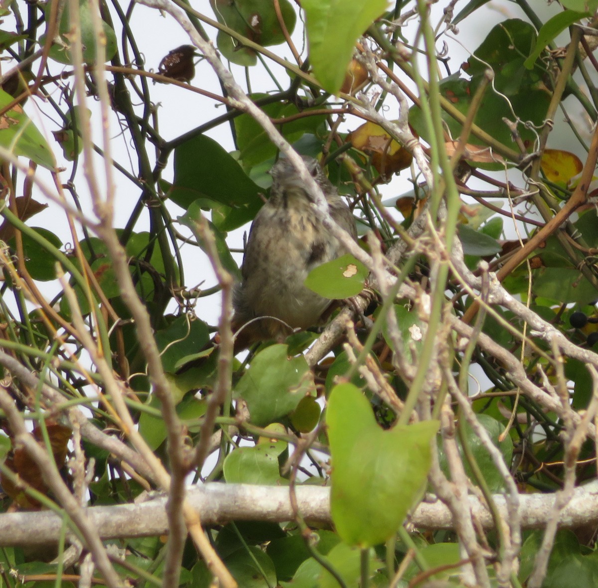 Canyon Towhee - ML645551119