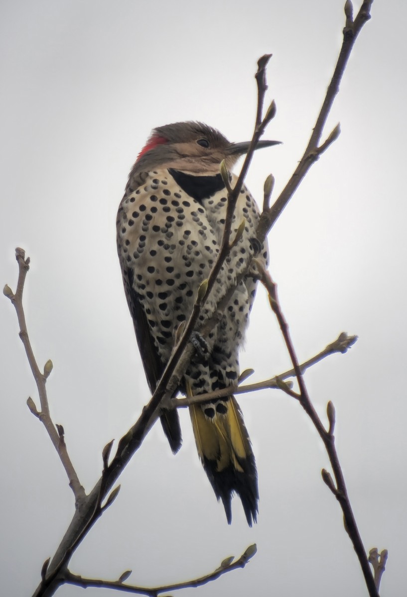 Northern Flicker (Yellow-shafted) - ML645551122
