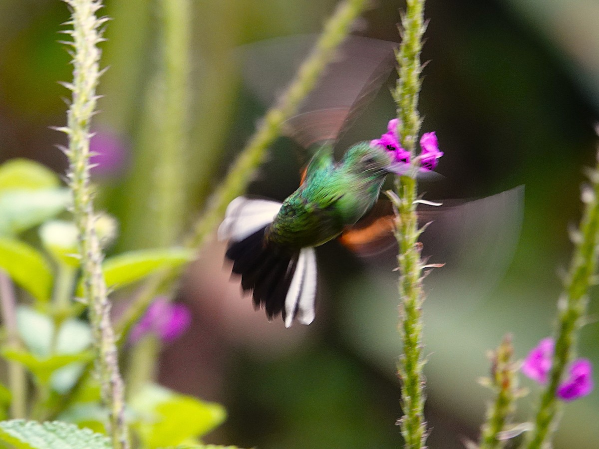 Stripe-tailed Hummingbird - ML645551123