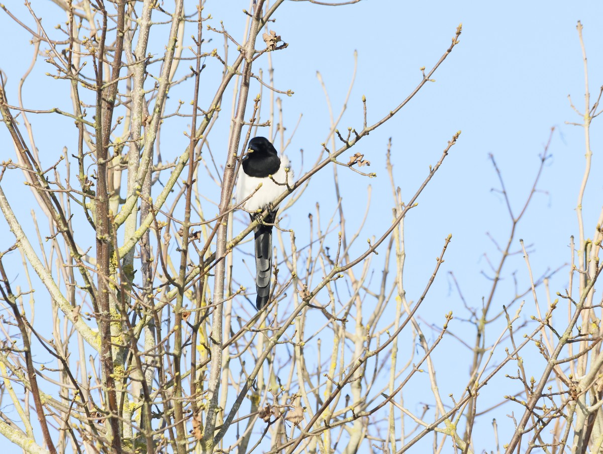Eurasian Magpie - ML645551124