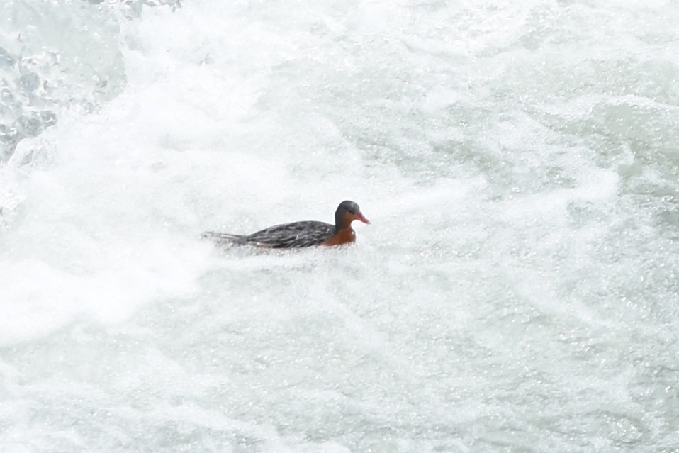 Torrent Duck - ML645551127