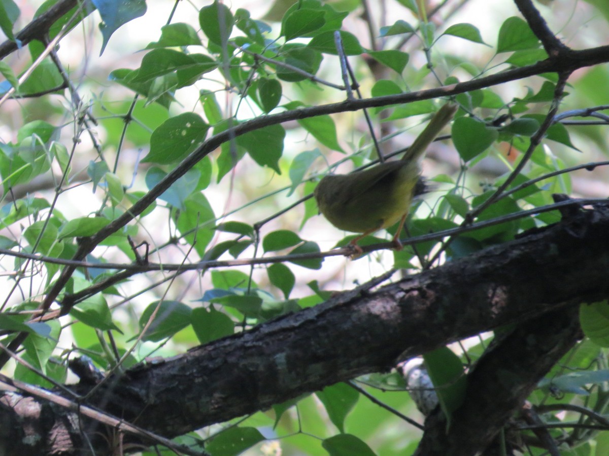 Двухполосый певун - ML645551131