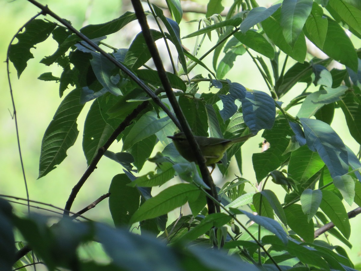 Двухполосый певун - ML645551132