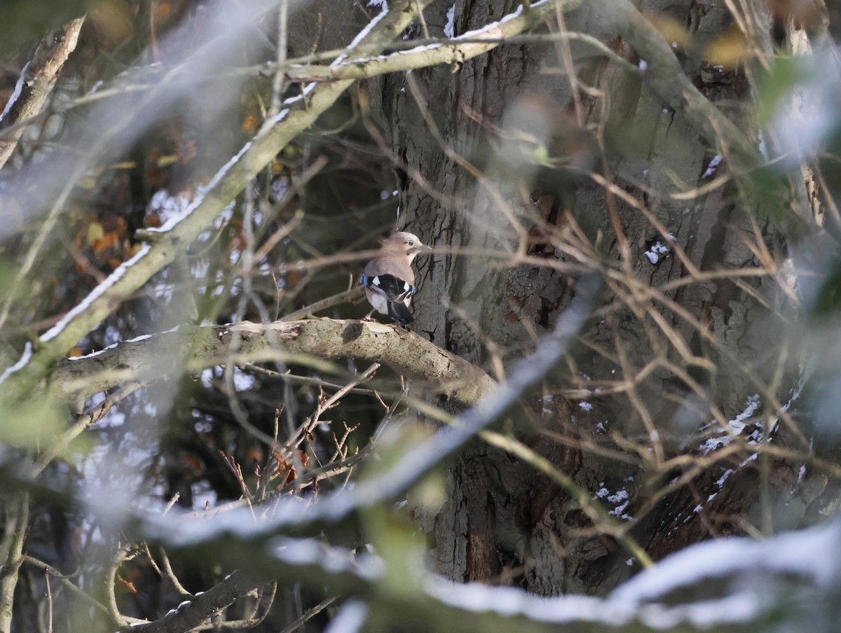 Eurasian Jay - ML645551135