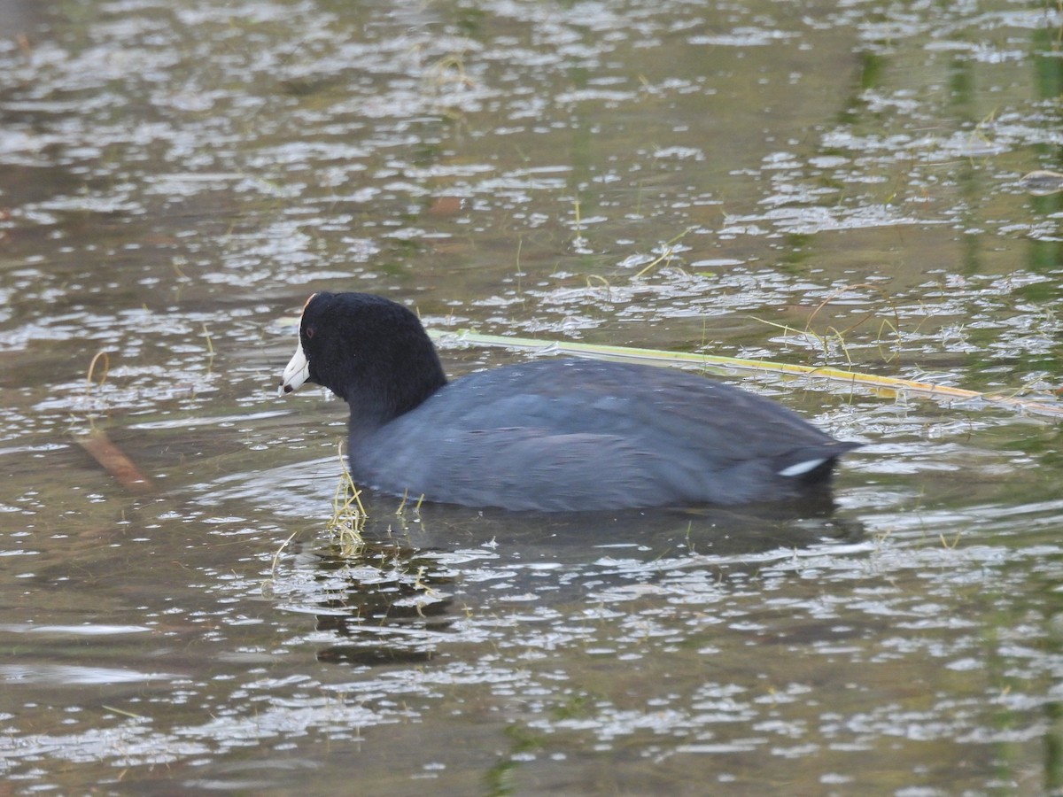 American Coot - ML645551137