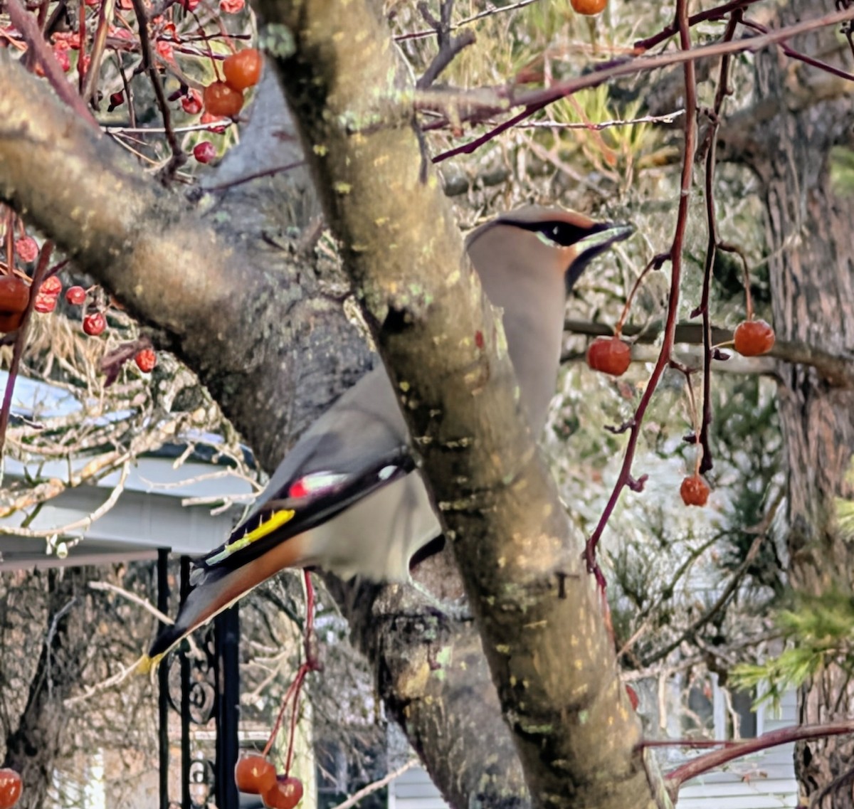 Seidenschwanz - ML645551138