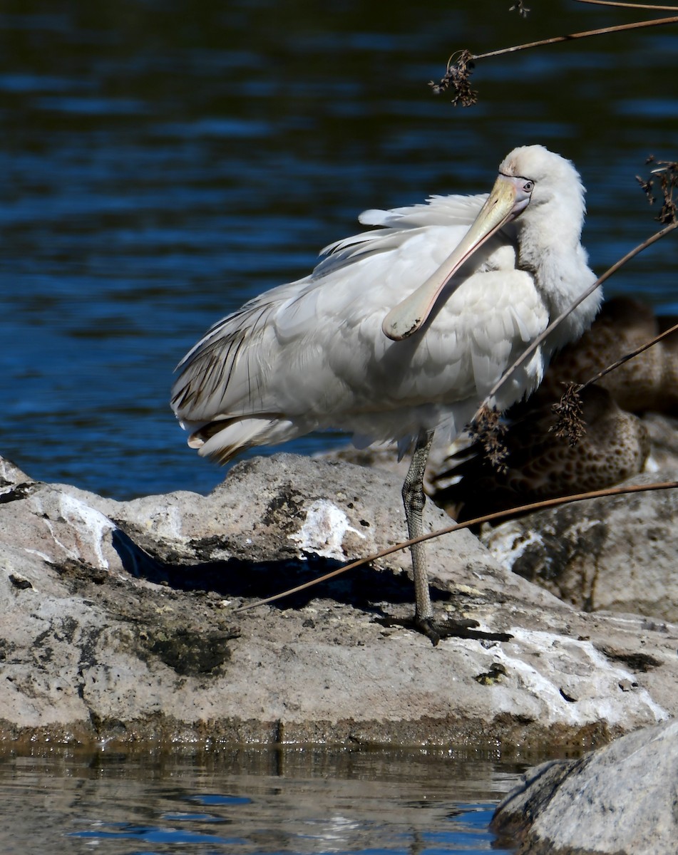 Yellow-billed Spoonbill - ML645551140