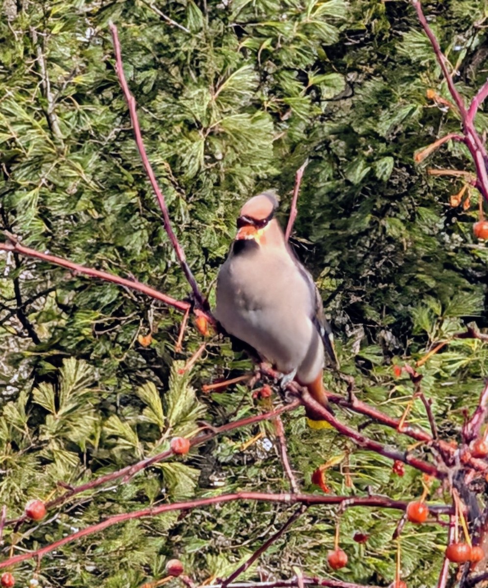 Seidenschwanz - ML645551142