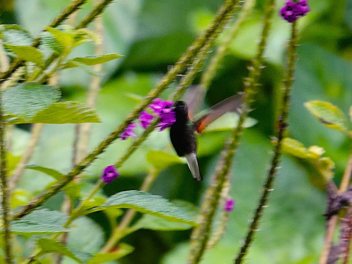 Black-bellied Hummingbird - ML645551143