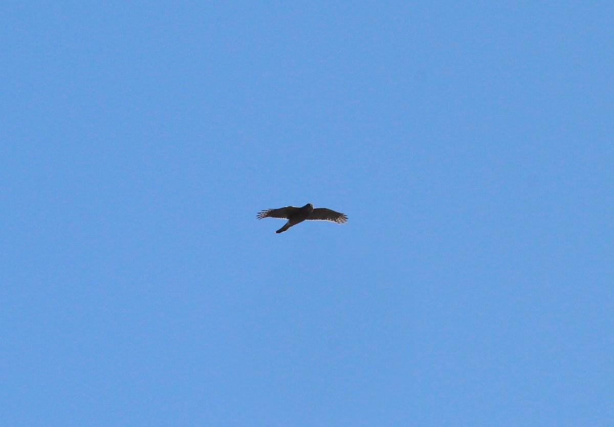 Cooper's Hawk - ML645551144