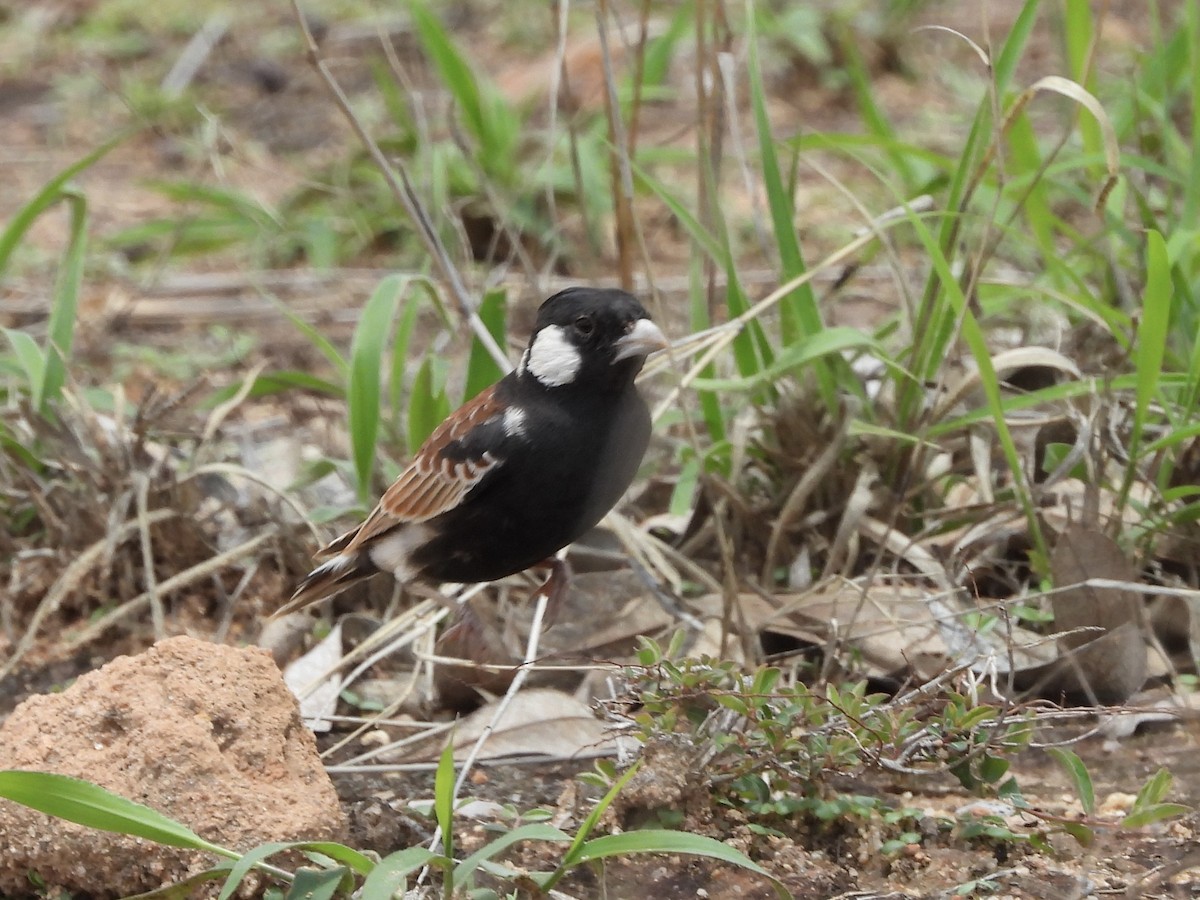 Chestnut-backed Sparrow-Lark - ML645551145