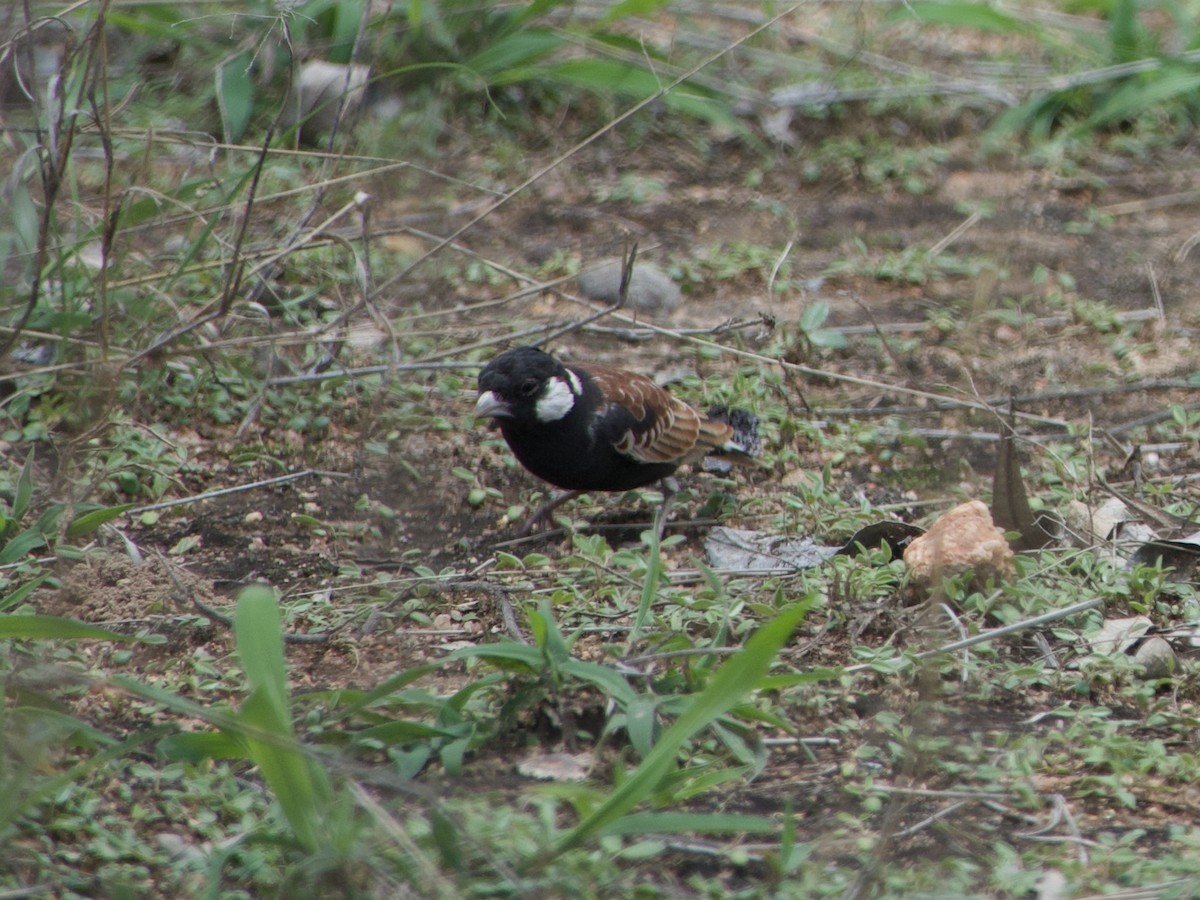 Chestnut-backed Sparrow-Lark - ML645551146