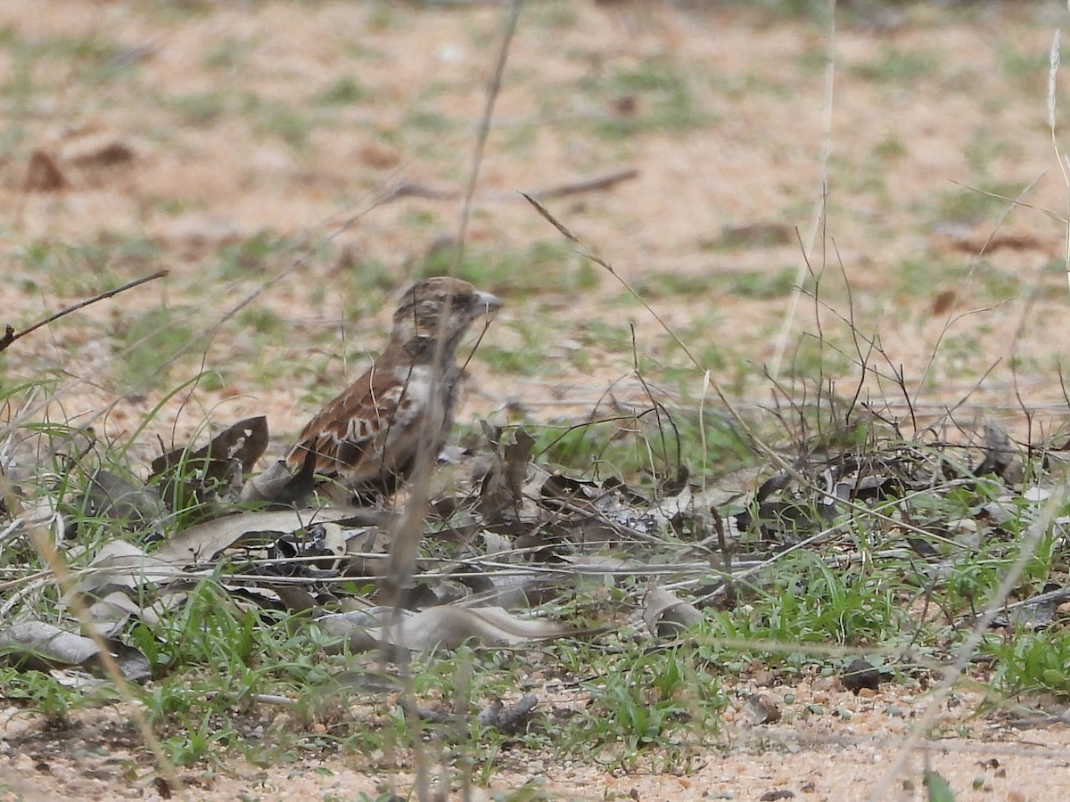 Chestnut-backed Sparrow-Lark - ML645551147