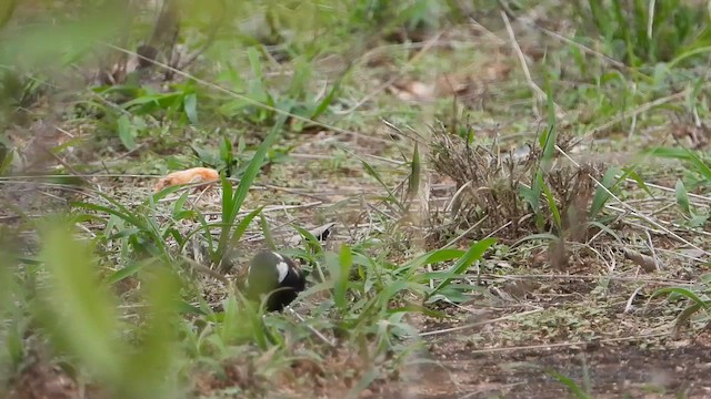 Chestnut-backed Sparrow-Lark - ML645551148