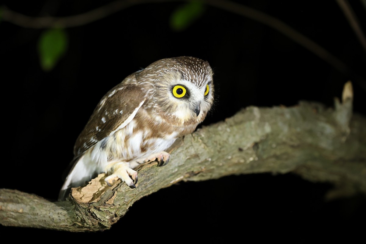 Northern Saw-whet Owl - ML645551149