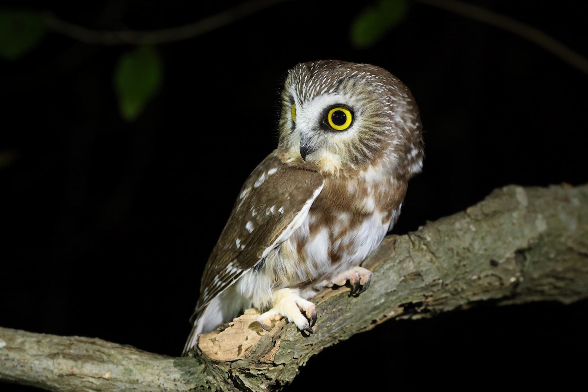 Northern Saw-whet Owl - ML645551150