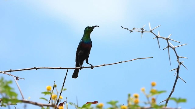 Зеленоспинная нектарница - ML645551182