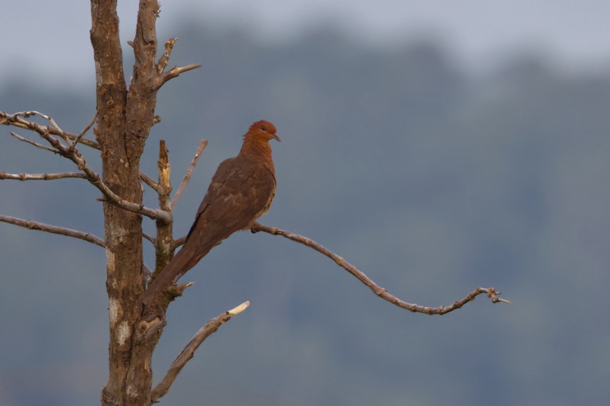 Kızıl Guguk Kumrusu - ML645551183