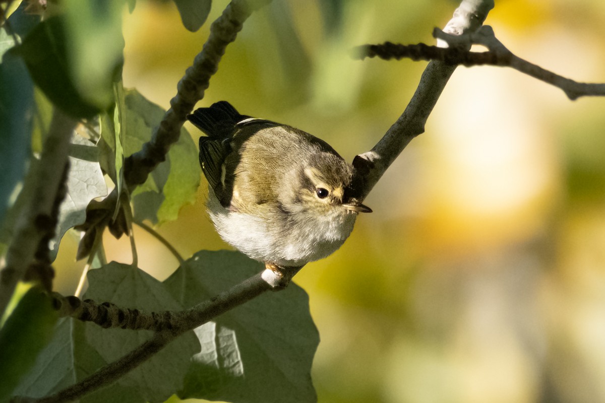 Yellow-browed Warbler - ML645551188