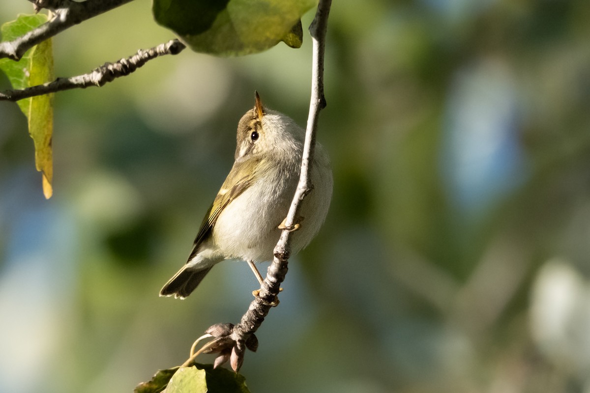 Yellow-browed Warbler - ML645551189