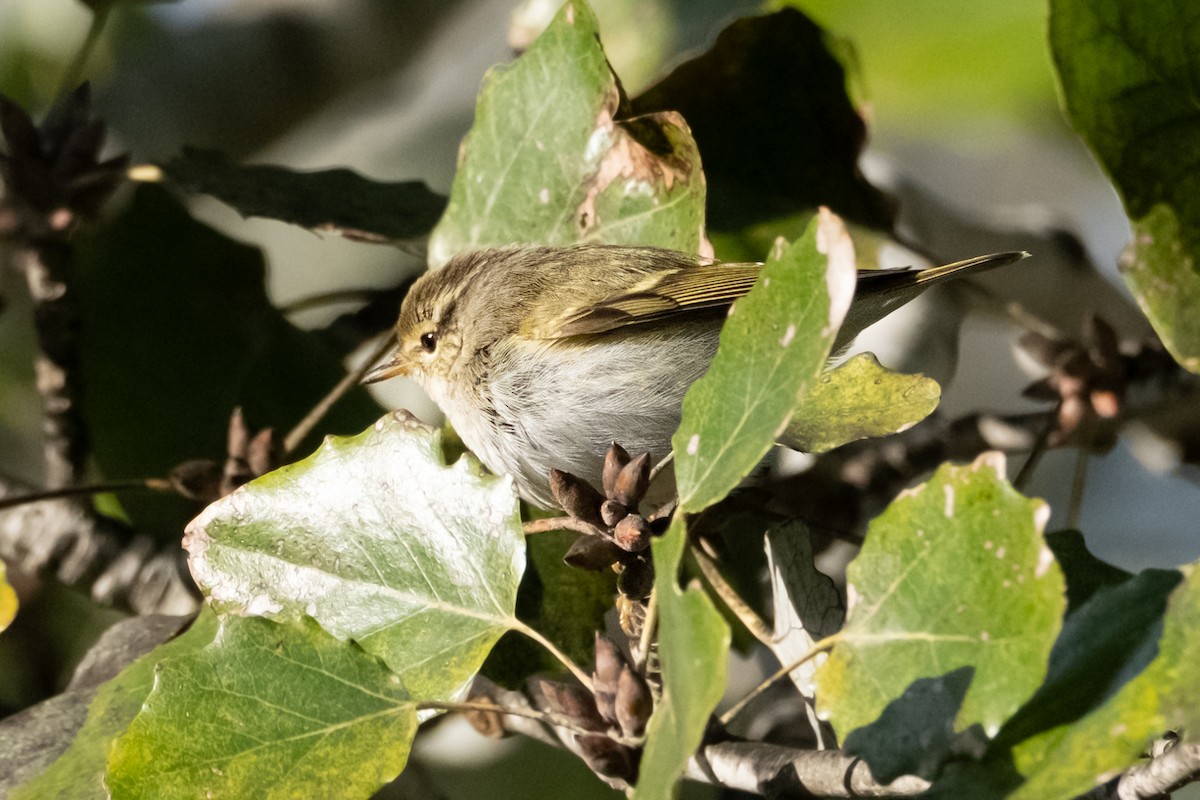 Yellow-browed Warbler - ML645551190