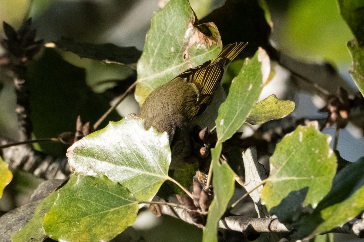 Yellow-browed Warbler - ML645551191