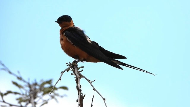 Рыжегрудая ласточка - ML645551198