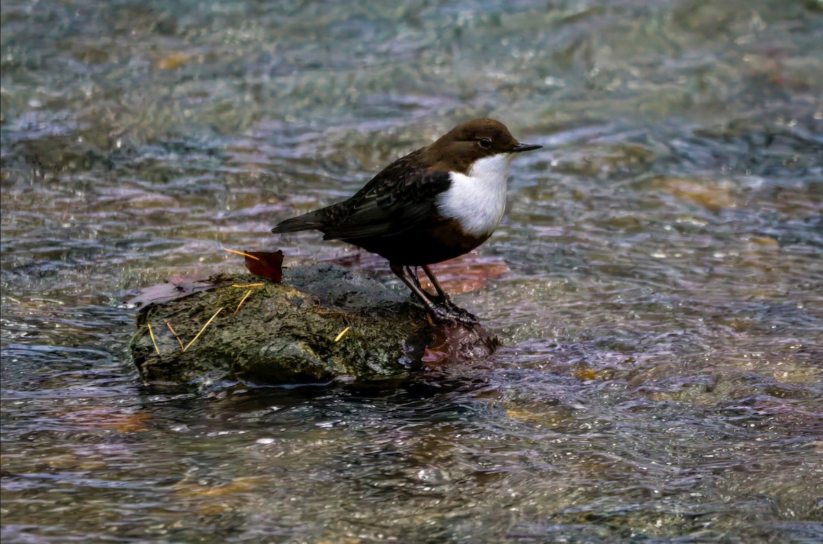 אמודאי הנחלים - ML645551206