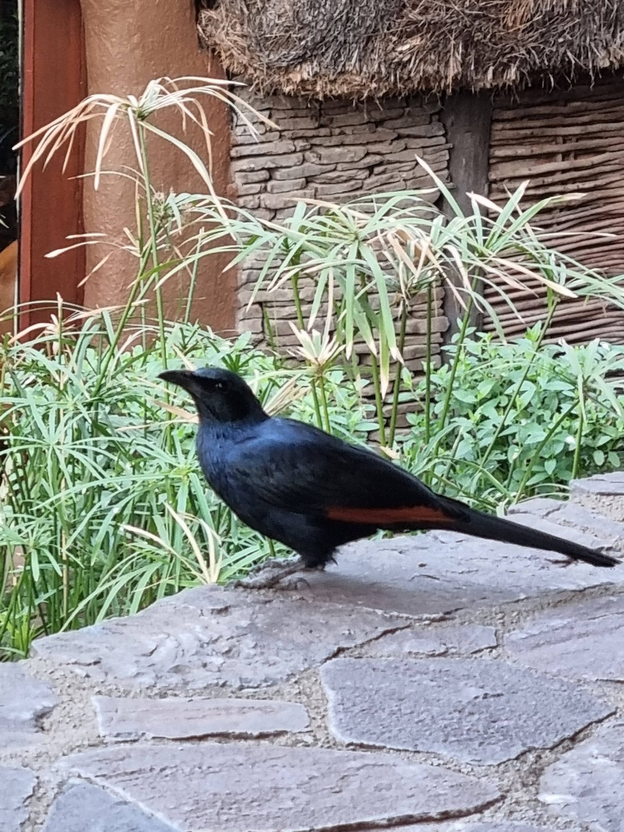 Rotschwingenstar - ML645551232