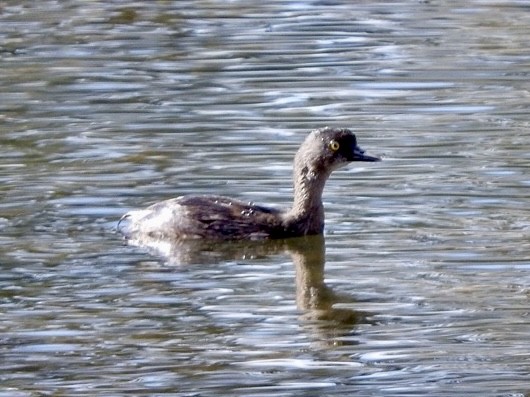 Least Grebe - ML645551233
