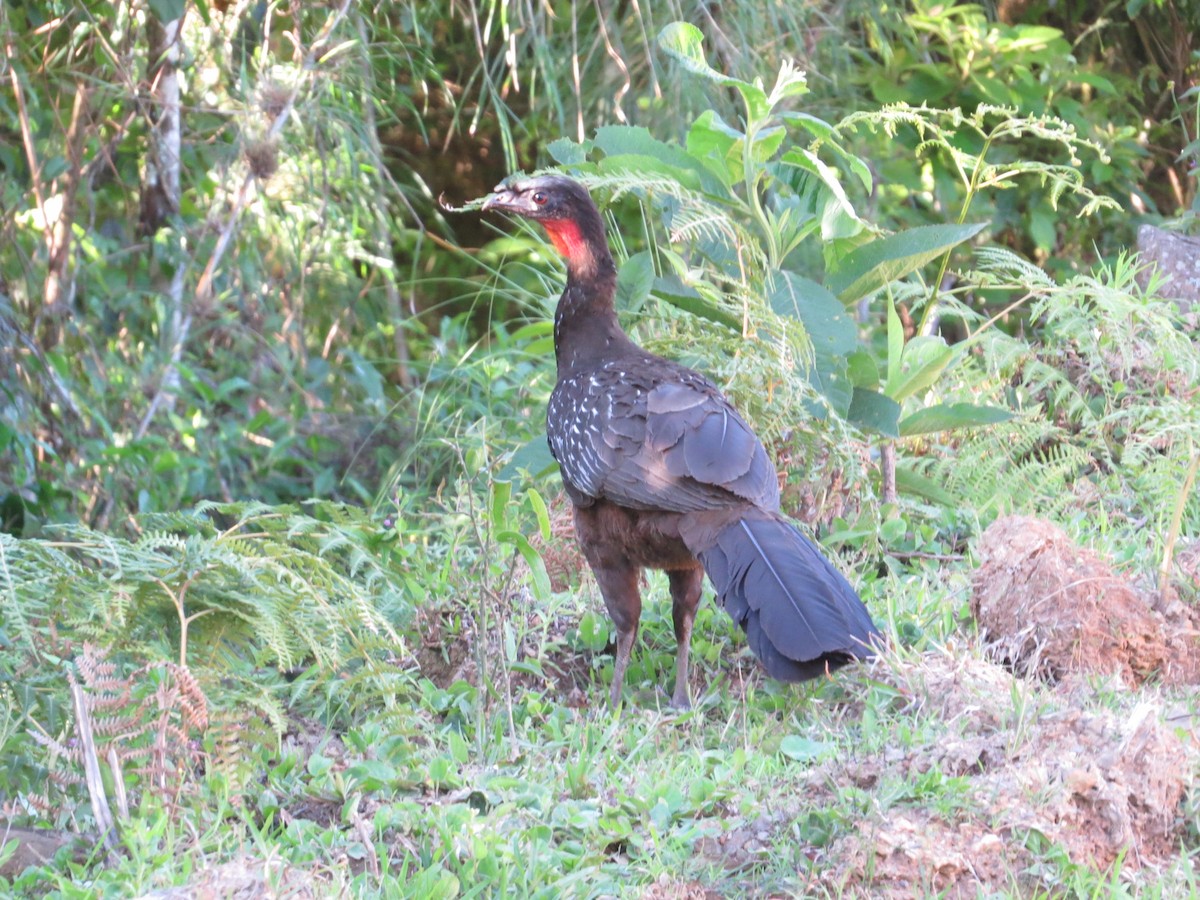 Yungas Guan - ML645551234