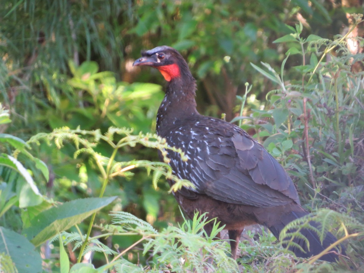 Yungas Guan - ML645551235