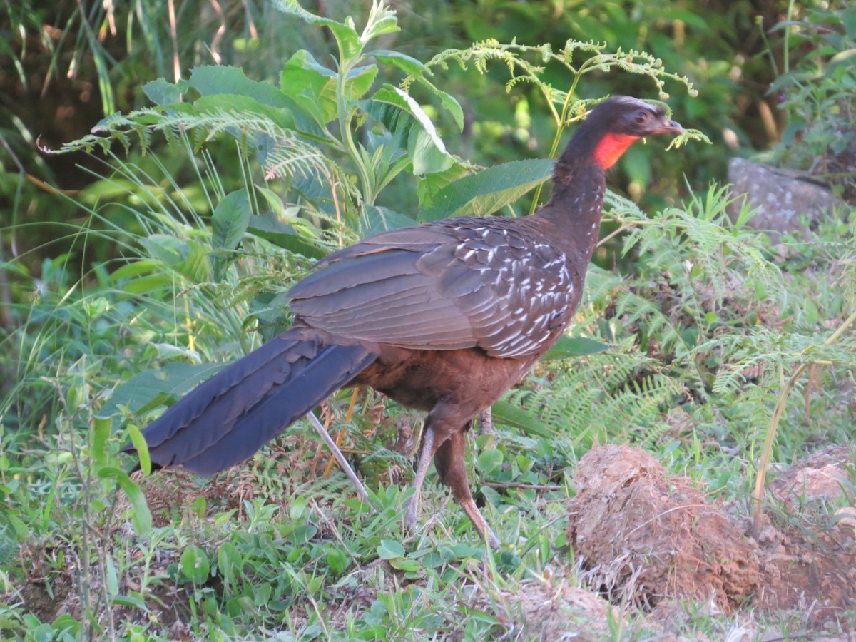 Yungas Guan - ML645551236