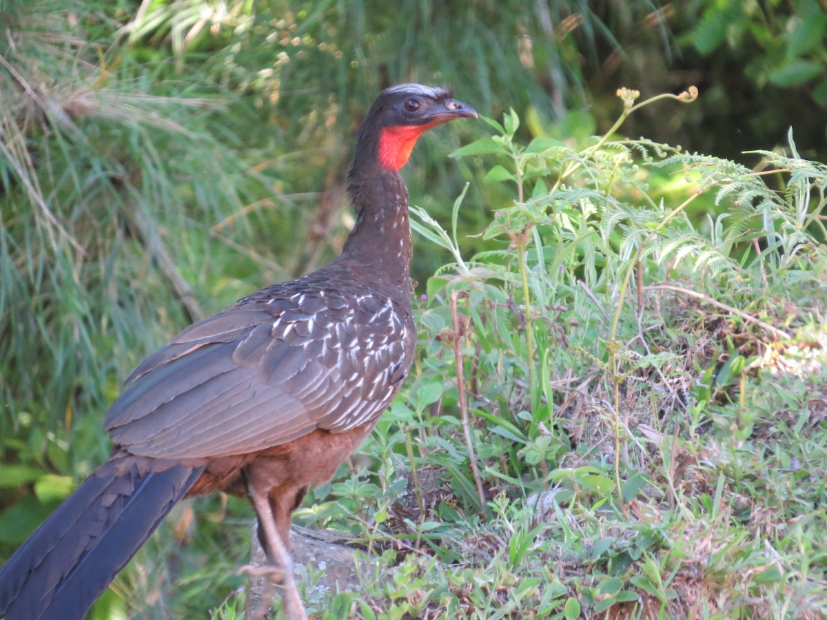 Yungas Guan - ML645551237