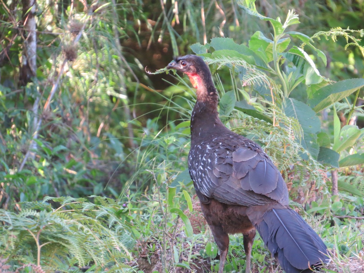 Yungas Guan - ML645551238