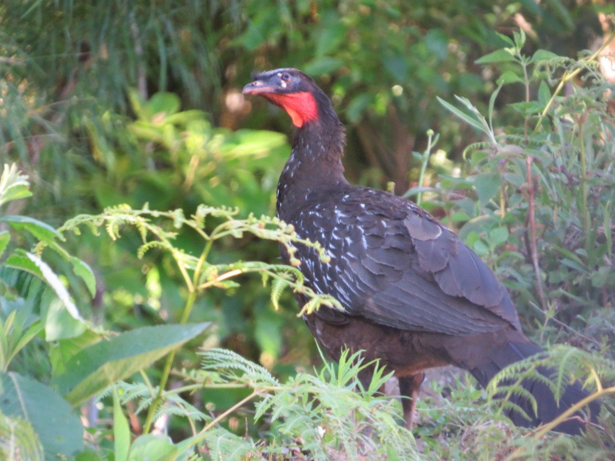 Yungas Guan - ML645551239