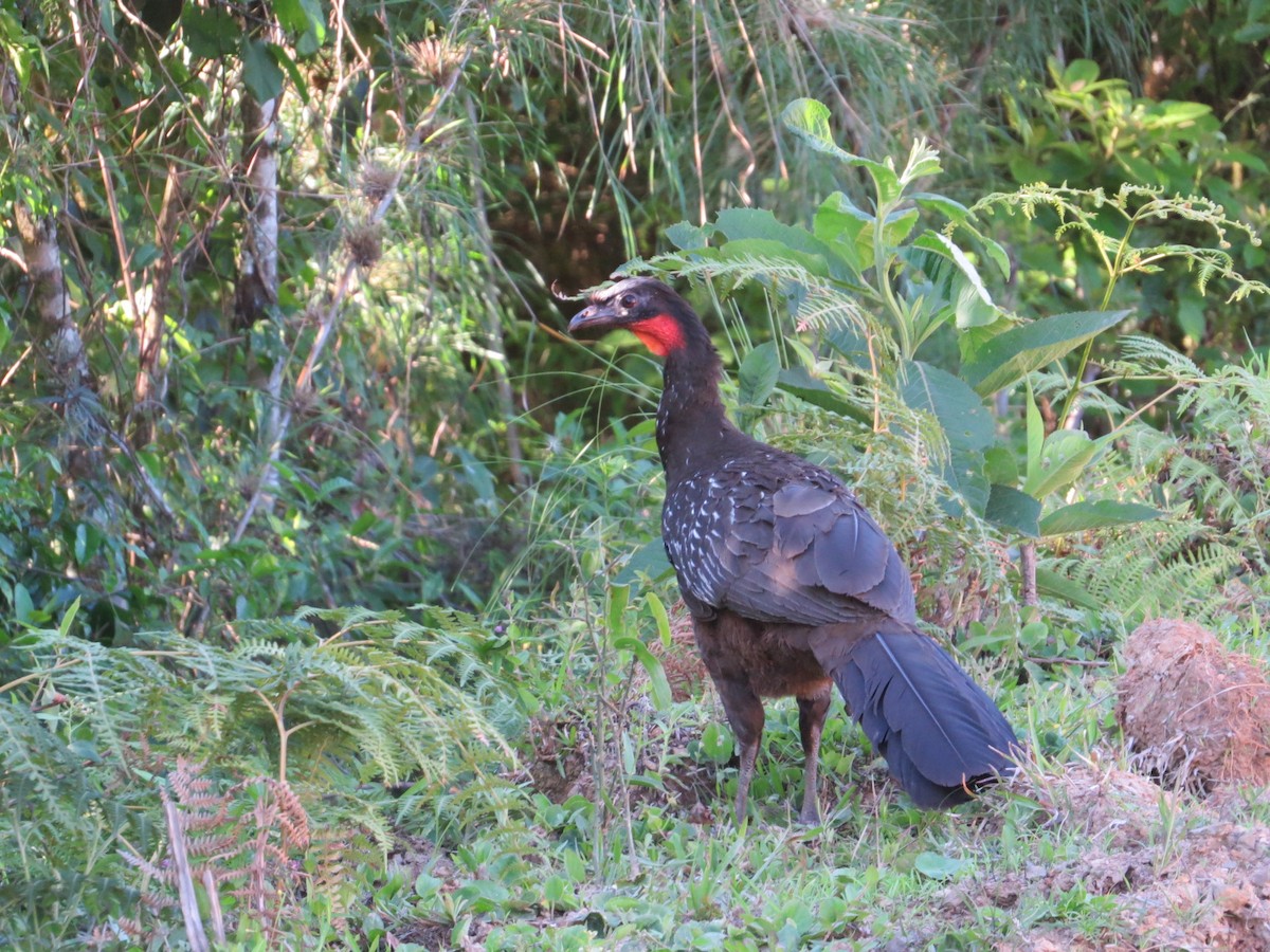 Yungas Guan - ML645551240