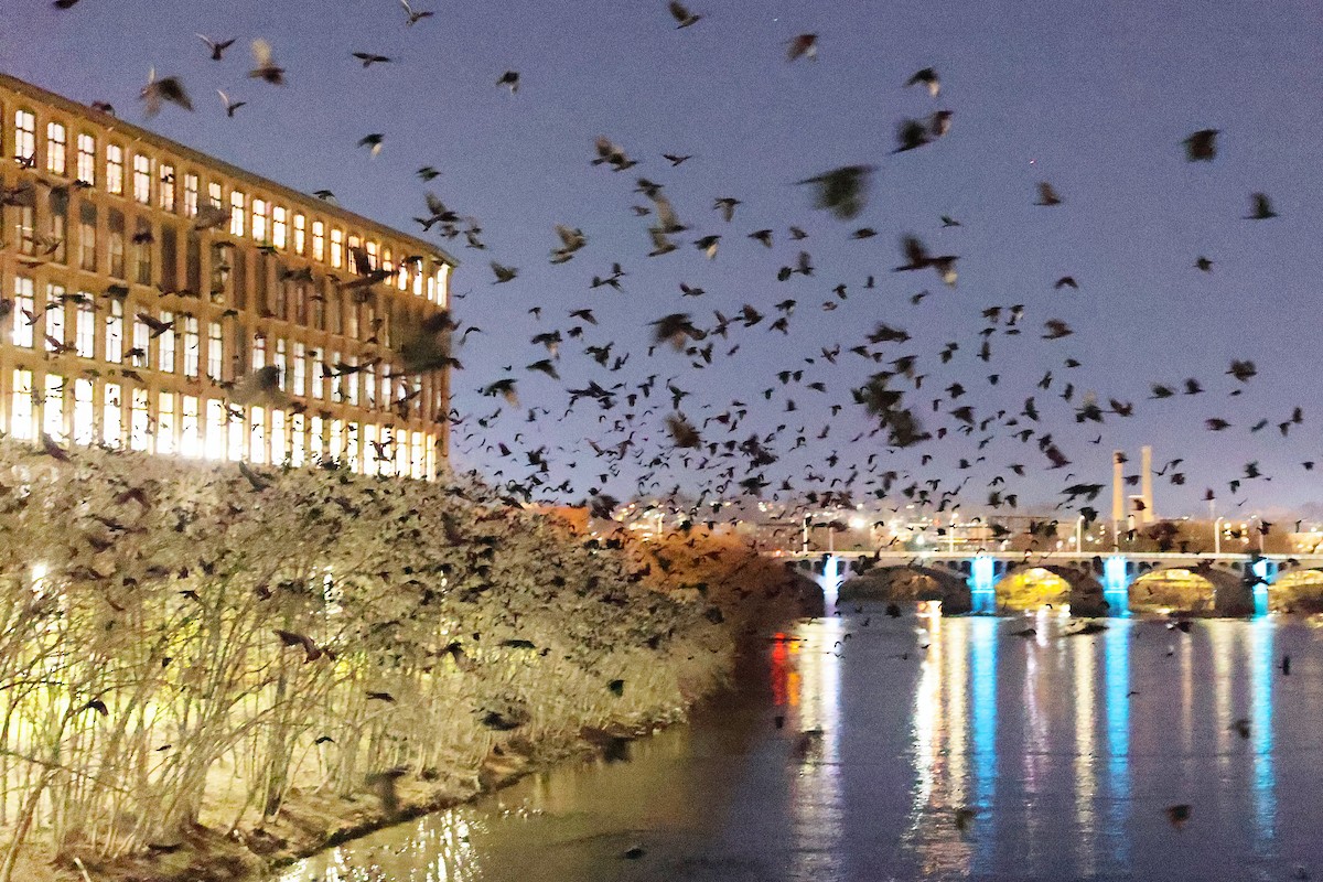 American Crow - ML645551249