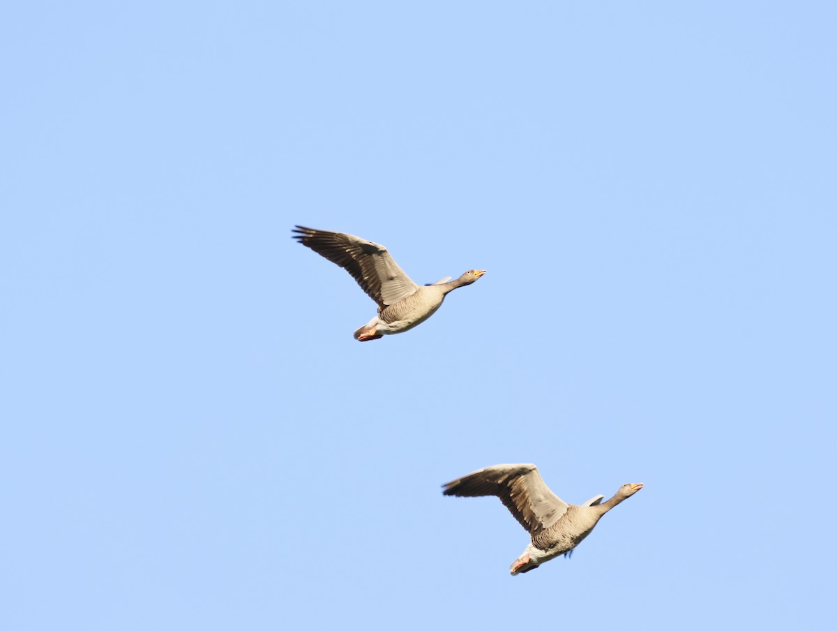 Гуска сіра - ML645551256