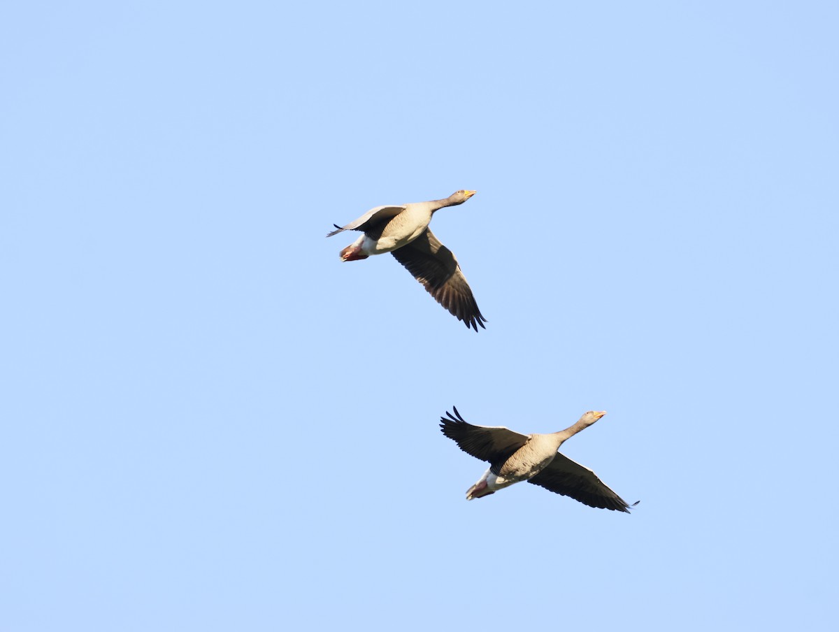 Гуска сіра - ML645551257