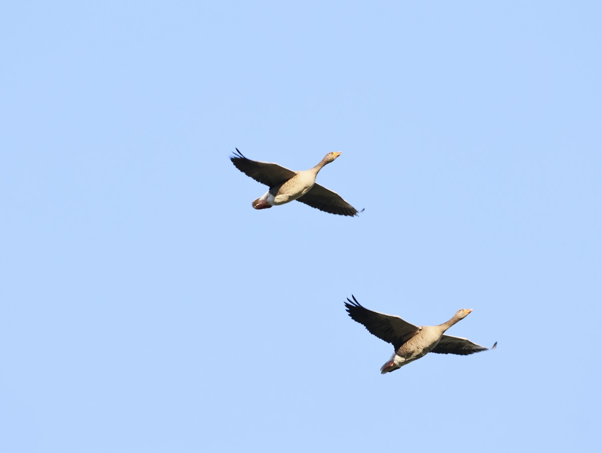 Гуска сіра - ML645551258